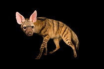 South African aardwolf (Proteles cristata septentrionalis) portrait, Cincinnati Zoo and Botanical Garden. Captive, occurs in southern Africa.