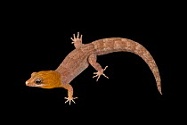 Antilles gecko (Gonatodes antillensis) male, portrait, Josh'sFrogs. Captive, occurs in Antilles and the surrounding archipelago, Curacao, and Aruba.