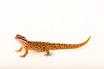 Antilles gecko (Gonatodes antillensis) female, portrait, Josh'sFrogs. Captive, occurs in Antilles and the surrounding archipelago, Curacao, and Aruba.