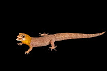 Antilles gecko (Gonatodes antillensis) male, with mouth open, portrait, Josh'sFrogs. Captive, occurs in Antilles and the surrounding archipelago, Curacao, and Aruba.