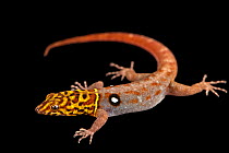 Eyespot gecko (Gonatodes ocellatus) male, portrait, Josh'sFrogs. Captive, occurs in Trinidad and Tobago.