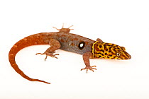 Eyespot gecko (Gonatodes ocellatus) male, portrait, Josh'sFrogs. Captive, occurs in Trinidad and Tobago.