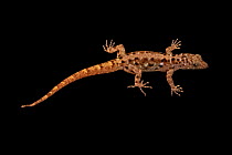 Eyespot gecko (Gonatodes ocellatus) female, portrait, Josh'sFrogs. Captive, occurs in Trinidad and Tobago.