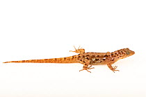 Eyespot gecko (Gonatodes ocellatus) female, portrait, Josh'sFrogs. Captive, occurs in Trinidad and Tobago.