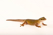 Cheke's day gecko (Phelsuma abbotti chekei) male, portrait, Josh'sFrogs. Captive, occurs in Madagascar.