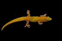 Gold dust day gecko (Phelsuma laticauda laticauda) male, portrait, Josh'sFrogs. Captive, occurs in Madagascar and Comoros.