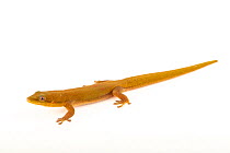 Gold dust day gecko (Phelsuma laticauda laticauda) male, portrait, Josh'sFrogs. Captive, occurs in Madagascar and Comoros.