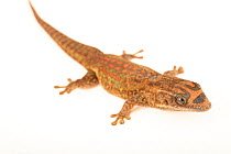 Mauritius ornate day gecko (Phelsuma ornata) portrait, Josh'sFrogs. Captive, occurs in Mauritius.