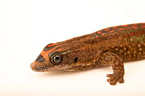Mauritius ornate day gecko (Phelsuma ornata) portrait, Josh'sFrogs. Captive, occurs in Mauritius.