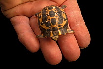 Northern spider tortoise (Pyxis arachnoides brygooi) baby held in  hand, Indianapolis Zoo. Captive, occurs in Madagascar. Critically endangered.
