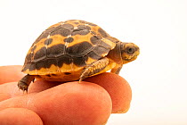 Northern spider tortoise (Pyxis arachnoides brygooi) baby, being held in a hand, Indianapolis Zoo. Captive, occurs in Madagascar. Critically endangered.