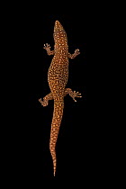 Ocellated gecko (Sphaerodactylus argus) dorsal view portrait, Josh'sFrogs. Captive, occurs in Caribbean.