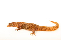 Ocellated gecko (Sphaerodactylus argus) portrait, Josh'sFrogs. Captive, occurs in Caribbean.