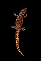 Caicos least gecko (Sphaerodactylus caicosensis) female, dorsal view portrait, Josh'sFrogs. Captive, occurs in Caicos Islands.