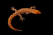 Hispaniolan eyespot dwarf gecko (Sphaerodactylus difficilis diolenius) male, dorsal view portrait, Josh'sFrogs. Captive, occurs in Caribbean.