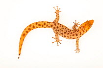 Hispaniolan eyespot dwarf gecko (Sphaerodactylus difficilis diolenius) male, dorsal view portrait, Josh'sFrogs. Captive, occurs in Caribbean.