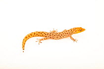 Hispaniolan eyespot dwarf gecko (Sphaerodactylus difficilis diolenius) male, portrait, Josh'sFrogs. Captive, occurs in Caribbean.
