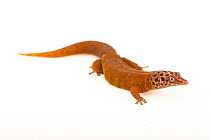 Yellow-tailed dwarf gecko (Sphaerodactylus dimorphicus) male, portrait, Josh'sFrogs. Captive, occurs in Cuba. Endangered.