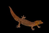 Fantastic least gecko (Sphaerodactylus fantasticus) female, portrait, Josh'sFrogs. Captive, occurs in Caribbean.