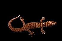 Mantanzas least gecko (Sphaerodactylus intermedius) male, dorsal view portrait, Josh'sFrogs. Captive, occurs in Cuba. Endangered.
