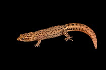 Puerto Rican crescent gecko (Sphaerodactylus nicholsi) portrait, Josh'sFrogs. Captive, occurs in Puerto Rico.