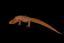 Florida reef gecko (Sphaerodactylus notatus) male, portrait, Josh'sFrogs. Captive, occurs in Florida and Caribbean.