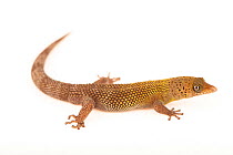 Bay Island least gecko (Sphaerodactylus rosaurae) male, portrait, Josh'sFrogs. Captive, occurs in Bay Islands, Honduras.