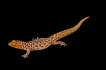 Island least gecko (Sphaerodactylus sputator) male, portrait, Josh'sFrogs. Captive, occurs in Lesser Antilles.