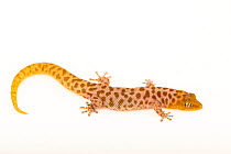 Island least gecko (Sphaerodactylus sputator) male, dorsal view portrait, Josh'sFrogs. Captive, occurs in Lesser Antilles.