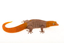 Barbour's least gecko (Sphaerodactylus torrei) male, portrait, Josh'sFrogs. Captive, occurs in Cuba. Endangered.