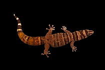 Barbour's least gecko (Sphaerodactylus torrei) female, portrait, Josh'sFrogs. Captive, occurs in Cuba. Endangered.