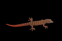 Barbour's least gecko (Sphaerodactylus torrei) juvenile, aged 3 months, portrait, Josh'sFrogs. Captive, occurs in Cuba. Endangered.