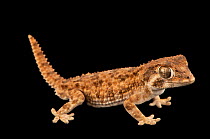 Helmeted gecko (Tarentola chazaliae) male portrait, Josh'sFrogs. Captive, occurs in northwest Africa. Vulnerable.