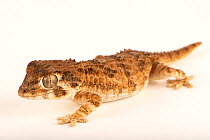 Helmeted gecko (Tarentola chazaliae) male, portrait, Josh'sFrogs. Captive, occurs in northwest Africa. Vulnerable.
