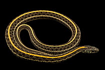 Chicago garter snake (Thamnophis sirtalis semifasciatus) portrait, Indianapolis Zoo. Captive, occurs in USA.