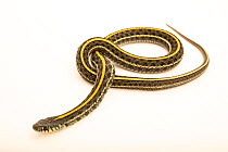 Chicago garter snake (Thamnophis sirtalis semifasciatus) portrait, Indianapolis Zoo. Captive, occurs in USA.