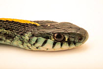 Chicago garter snake (Thamnophis sirtalis semifasciatus) head portrait, Indianapolis Zoo. Captive, occurs in USA.