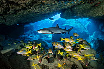 Whitetip reef shark (Triaenodon obesus) cruising over a school of Blue and gold snappers (Lutjanus viridis) in a cavern, San Benedicto Island, Revillagigedo Islands, Mexico, Pacific Ocean.