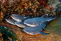 Group of Whitetip reef sharks (Triaenodon obesus) resting on a ledge, Revillagigedo Islands, Mexico, Pacific Ocean.