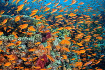 School of orange Scalefin anthias (Pseudanthias squamipinnis) on a coral reef with table corals (Acropora sp.) and red soft corals (Dendronephthya sp.), Ras Mohammed National Park, Sinai, Egypt. Red S...