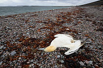 Corpse of dead Northern gannet (Morus bassanus), probable victim of avian influenza (bird flu). Braighe beach, Stornoway, Isle of Lewis, UK. August 2022