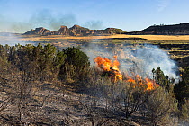 Bushfire in Bardenas Reales Natural Park, Navarre, Spain