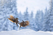 Two Nutcrackers (Nucifraga caryocatactes) squabbling in snow, Vitosha Mountain, Sofia, Bulgaria. January