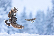 Two Nutcrackers (Nucifraga caryocatactes) in flight in snow, Vitosha Mountain, Sofia, Bulgaria. January.