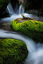 Fire salamander (Salamandra salamandra) resting on mossy rocks alongside forest stream, Bratsigovo, Bulgaria. May.
