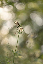 Spoonwing lacewing (Nemoptera sinuata) resting on plant stem, Bratsigovo, Bulgaria. May.
