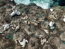 Northern gannet (Morus bassanus) colony  with several dead birds as a result of an outbreak of avian influenza (H5N1 or bird flu), Hermaness National Park, Shetland, UK, July 2022. The green fishing l...