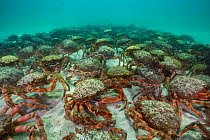 European Spider crab aggregation (Maja squinado) St.Ives, Cornwall. August.