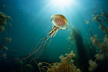 Compass jellyfish (Chrysaora hysoscella) swimming up towards surface with sunbeams, Falmouth, Cornwall, August.