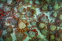 European Spider crab aggregation (Maja squinado) St.Ives, Cornwall. August.